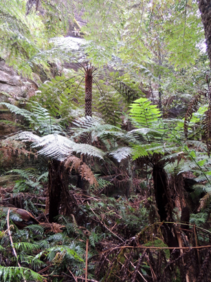  - Dicksonia Forest Ravine